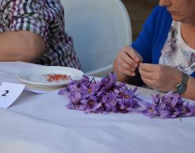 Concursos monda rosa azafrán Consuegra